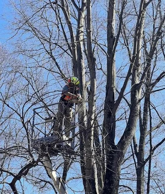 A tree service worker in a harness and hardhat uses a chainsaw in a tall tree. They are on a small platform.