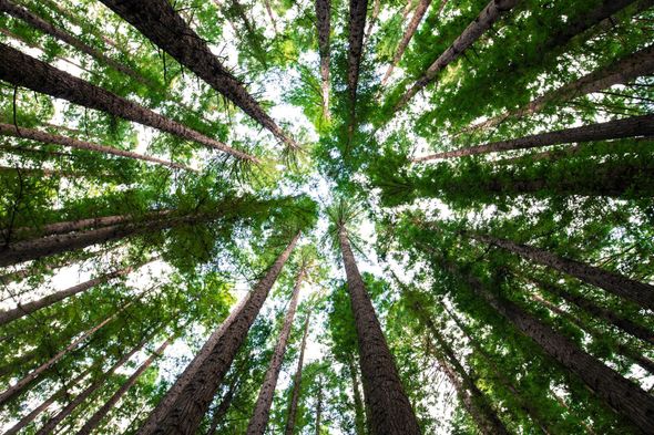 Looking up at a dense forest canopy, with tall trees reaching towards the sky, and bright green leaves.