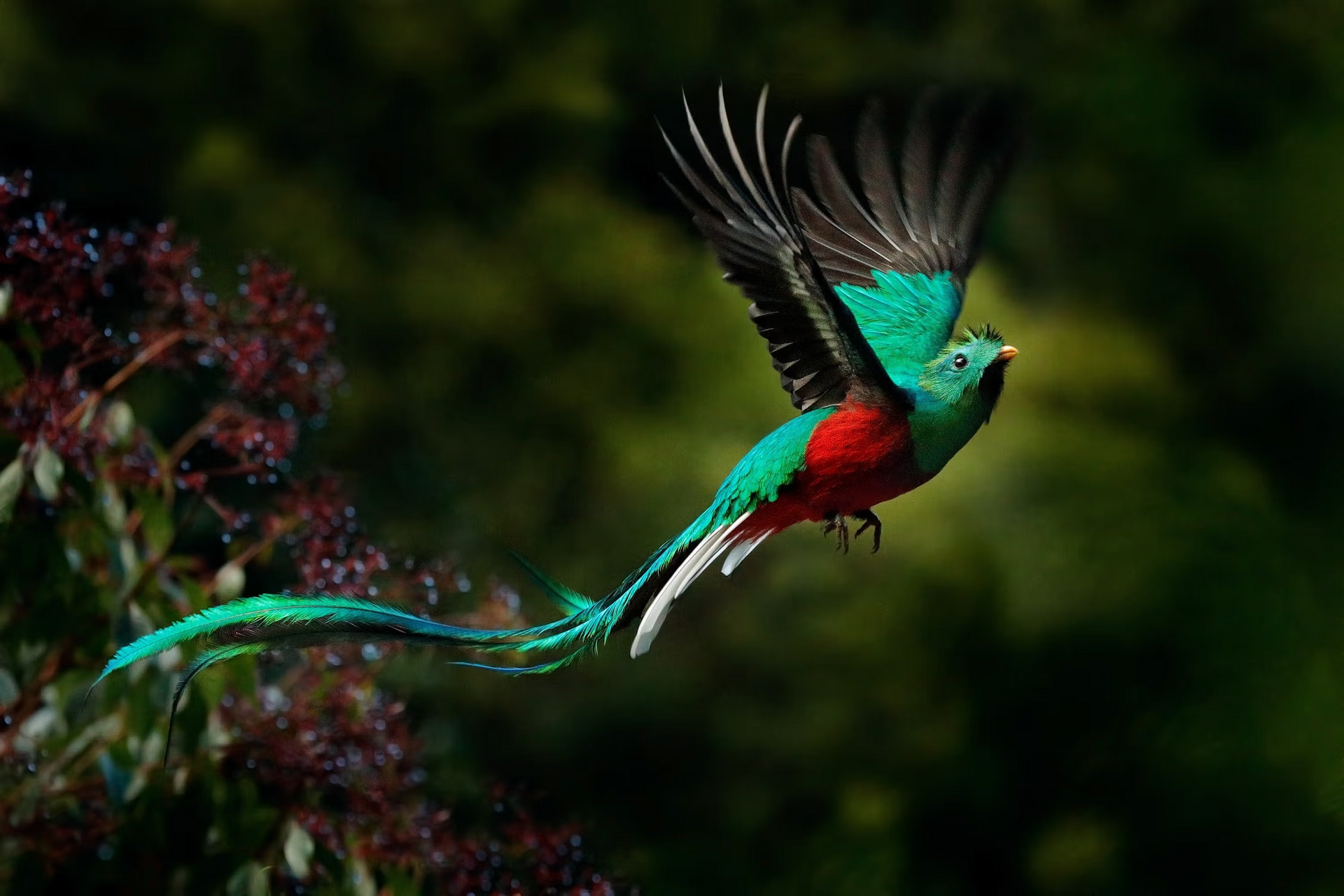 A colorful bird with a long tail is flying in the air.