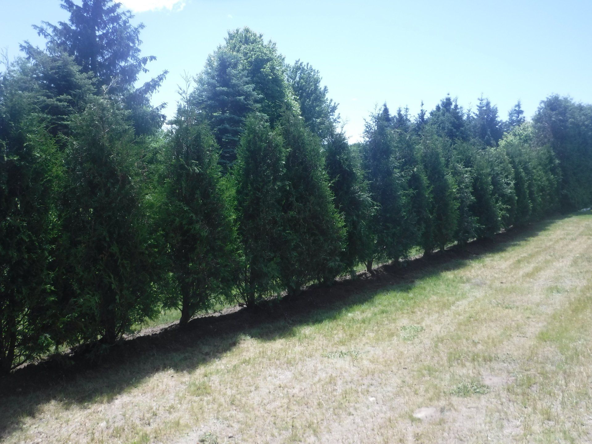 cour arrière avec presque pas d'herbe et de nouvelles haies décoratives pendant une journée ensoleillée