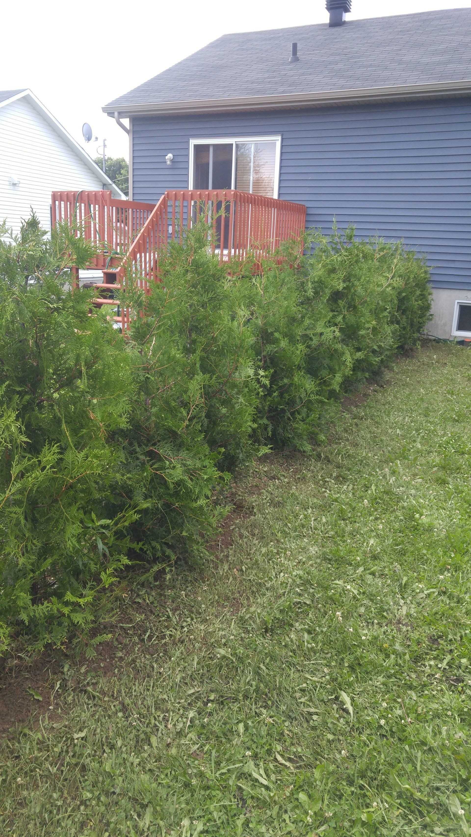 arrière-cour avec de l'herbe très verte et des haies