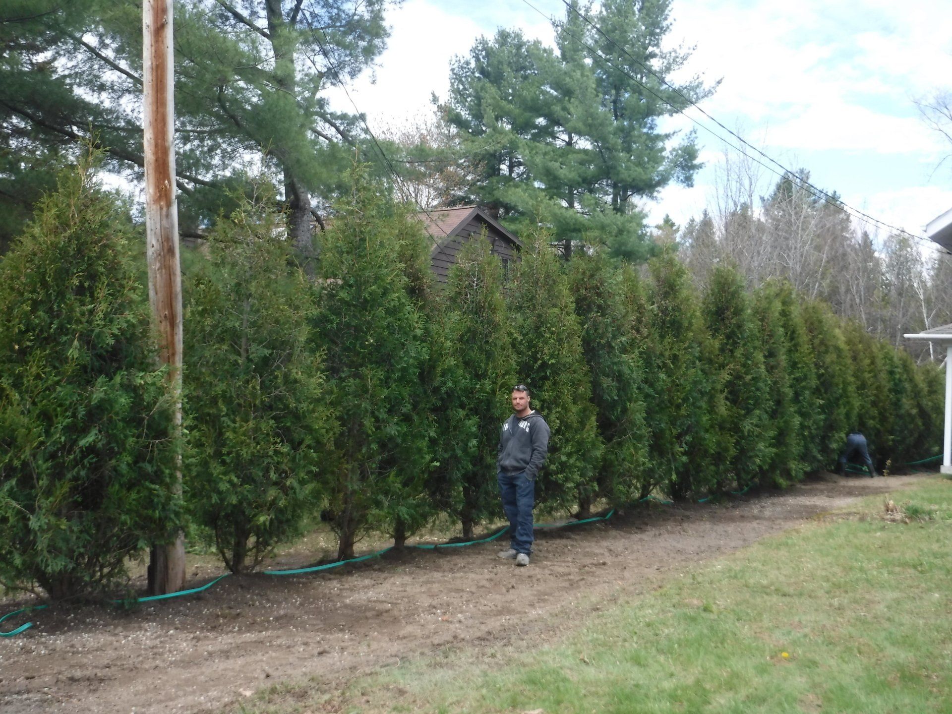 cour arrière avec presque pas d'herbe et nouvelle haie décorative