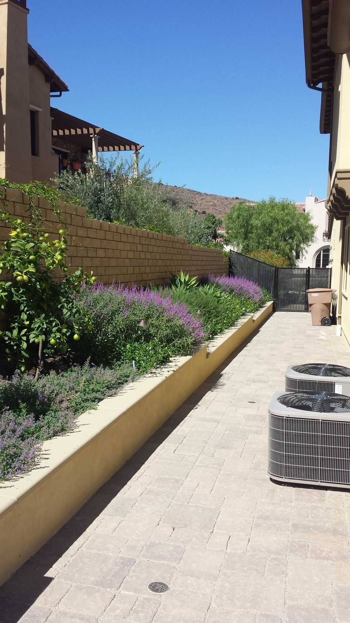 A brick walkway with purple flowers and a brick wall