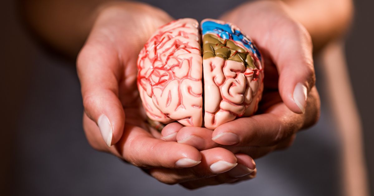 A close up of a person's hands holding a model of a human brain.