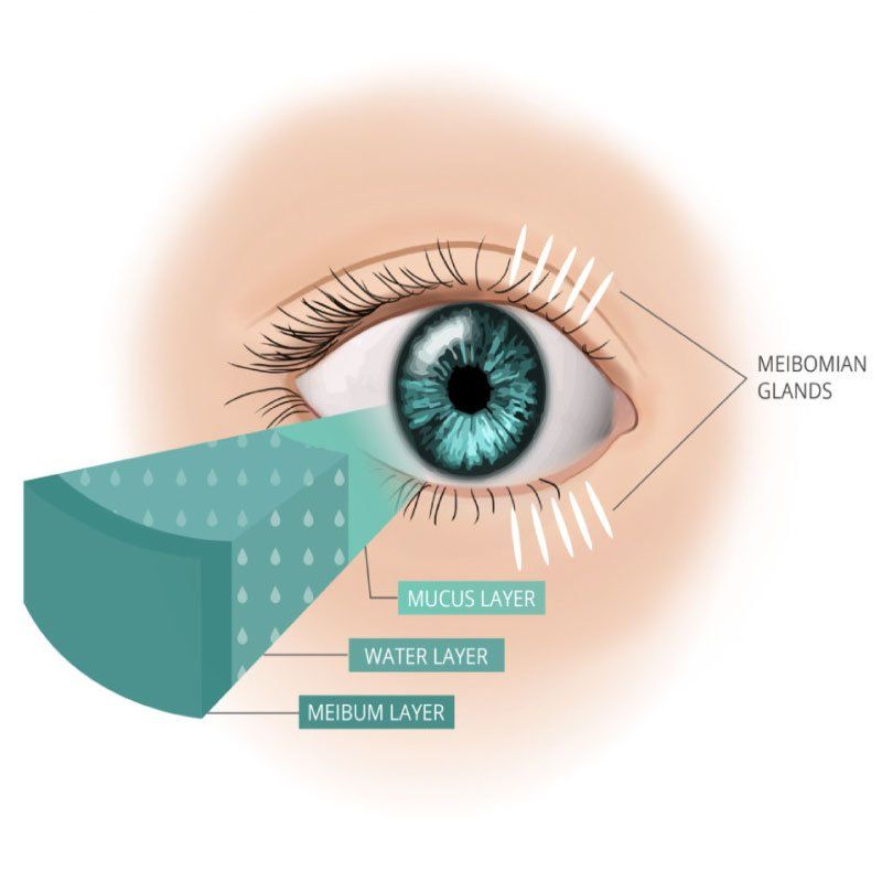 Close up diagram of eyelids and a pupil
