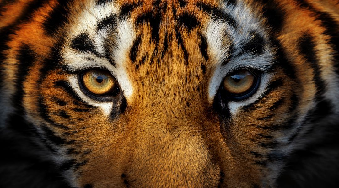 A close up of a tiger 's face with its eyes looking at the camera .