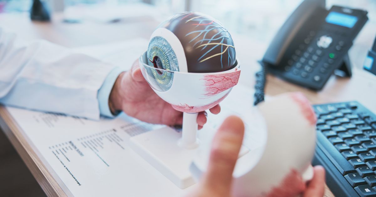 A doctor is holding a model of an eye in their hands.