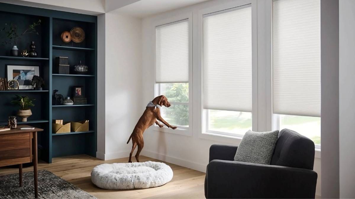 A dog looking out a living room window with stylish and functional Alta cellular shades