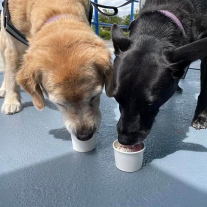 Two dogs are eating from cups on a table.