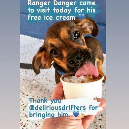 A person is holding a cup of ice cream in front of a dog