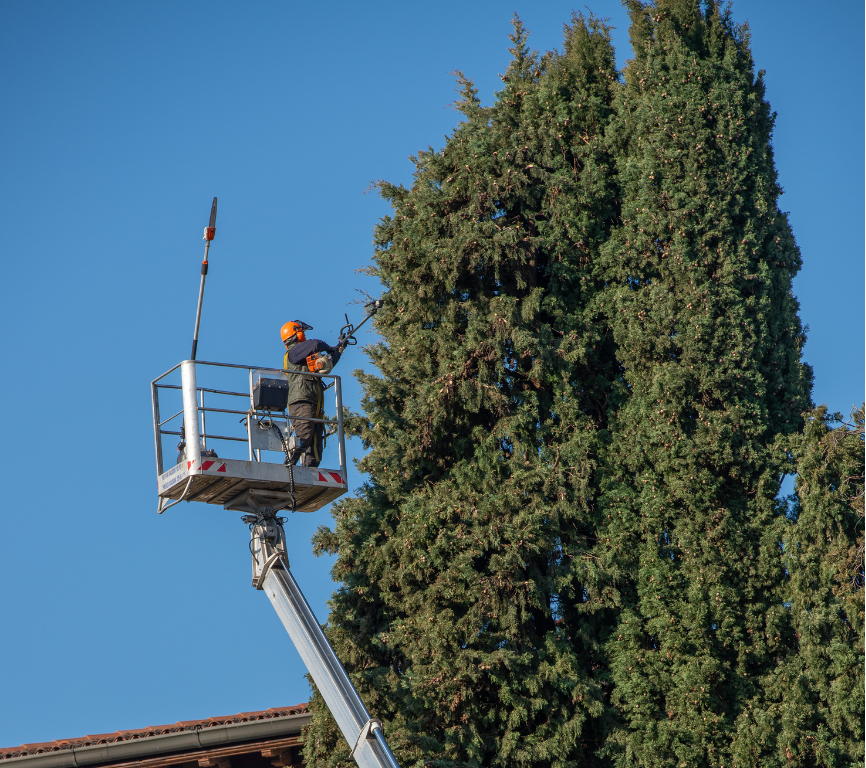 A man in a bucket is cutting a tree