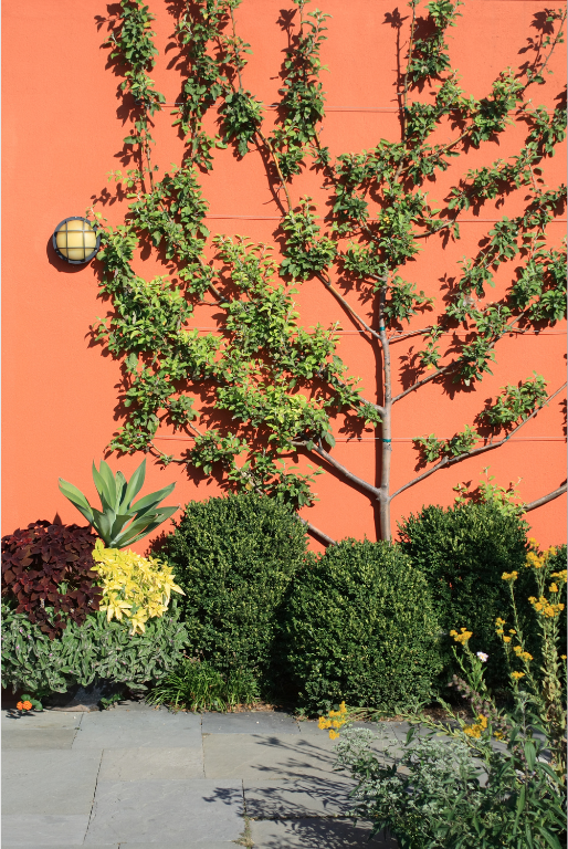 A tree with green leaves against an orange wall