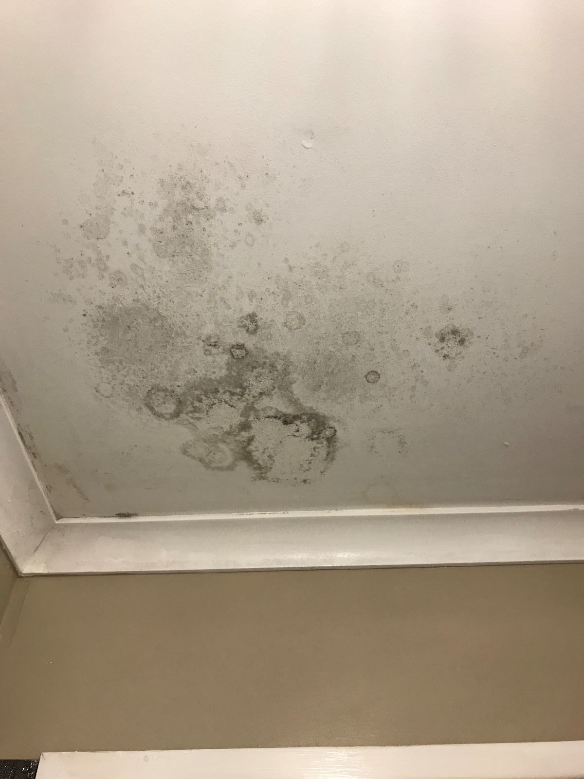A Ceiling With a Lot of Mold on It — Restore All Qld in Toowoomba, QLD
