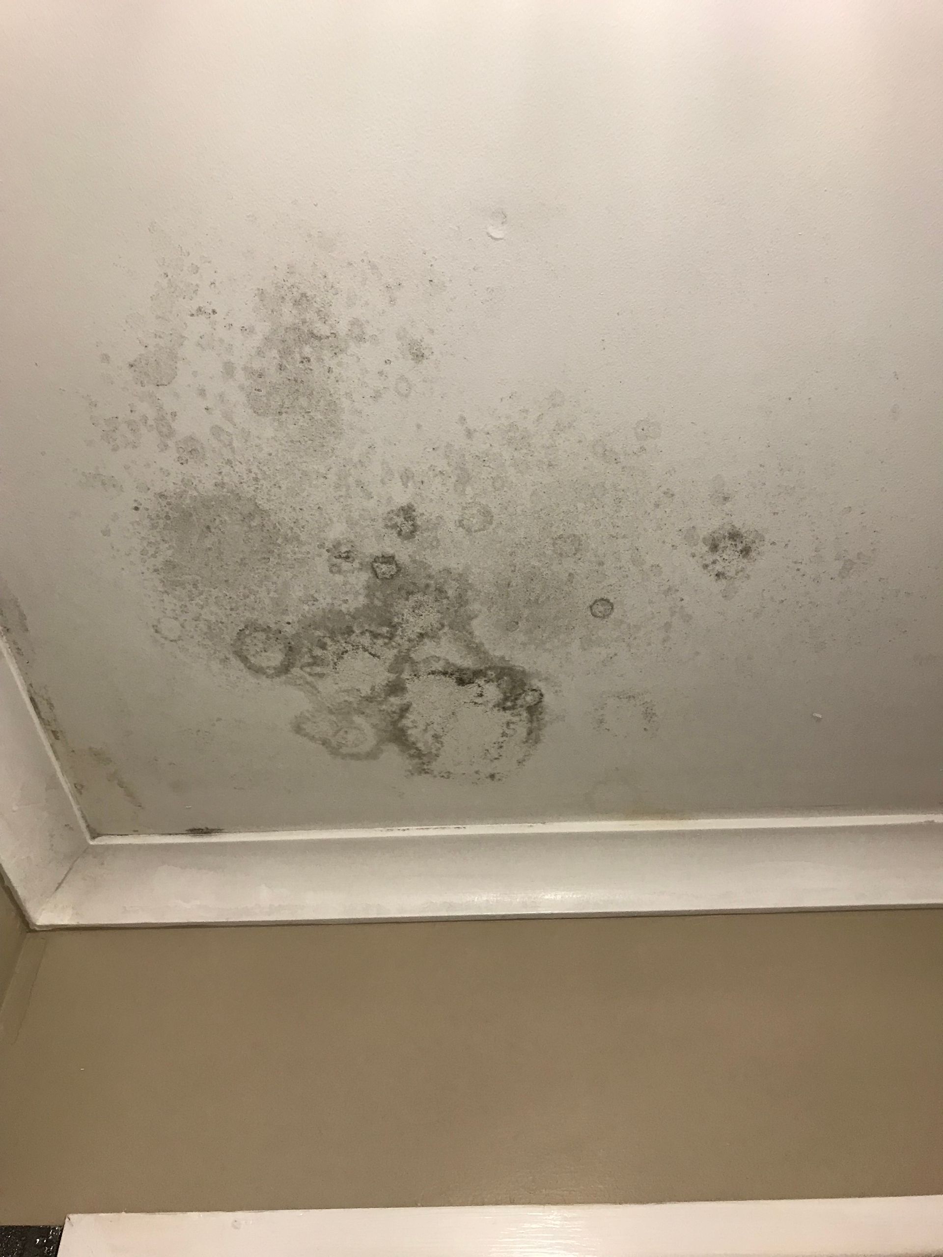 Mold growth on a white ceiling, concentrated in dark patches near the wall trim.