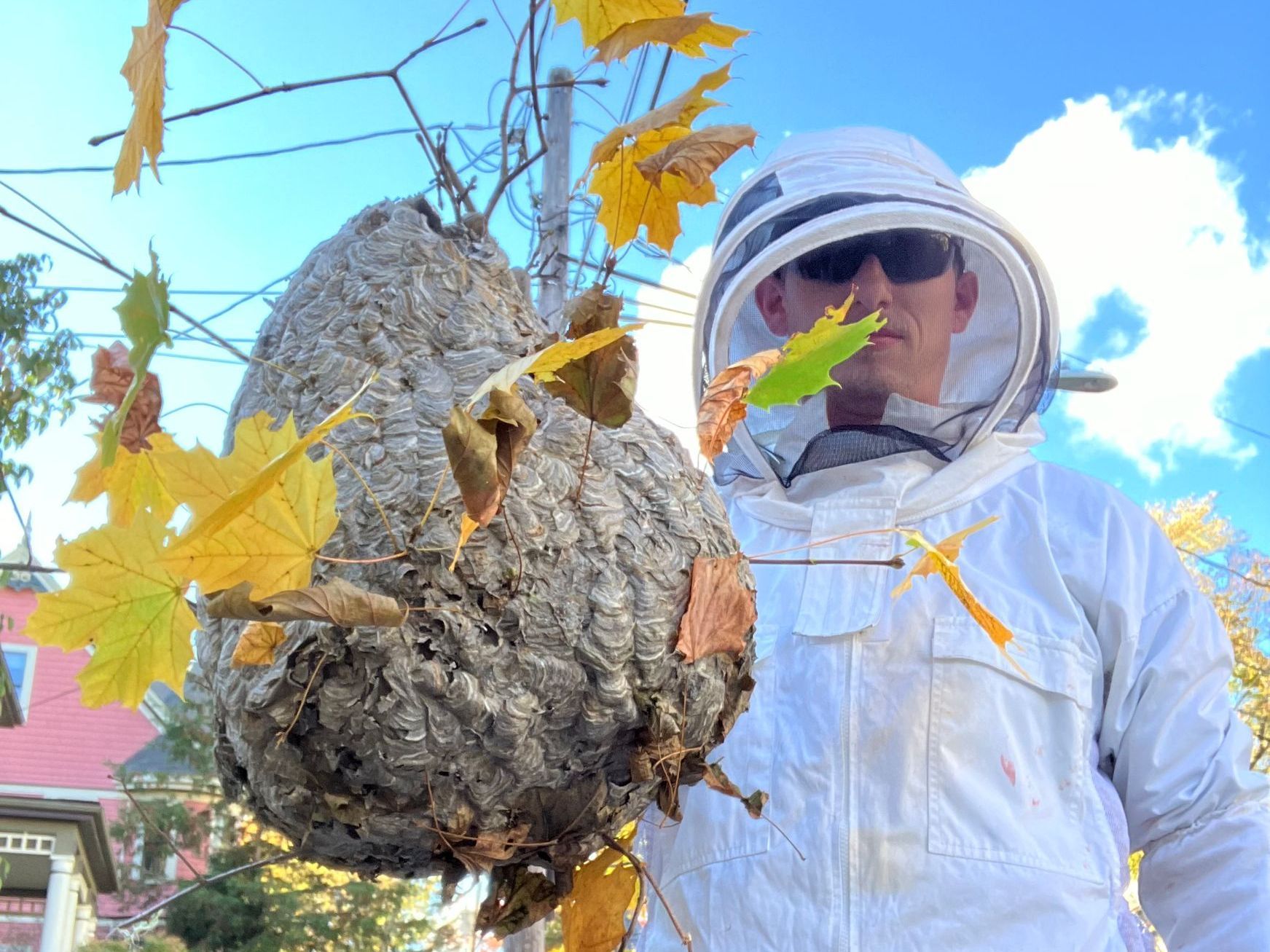 Pest Assassins technician removing a bald-faced hornet nest from a customers home. 