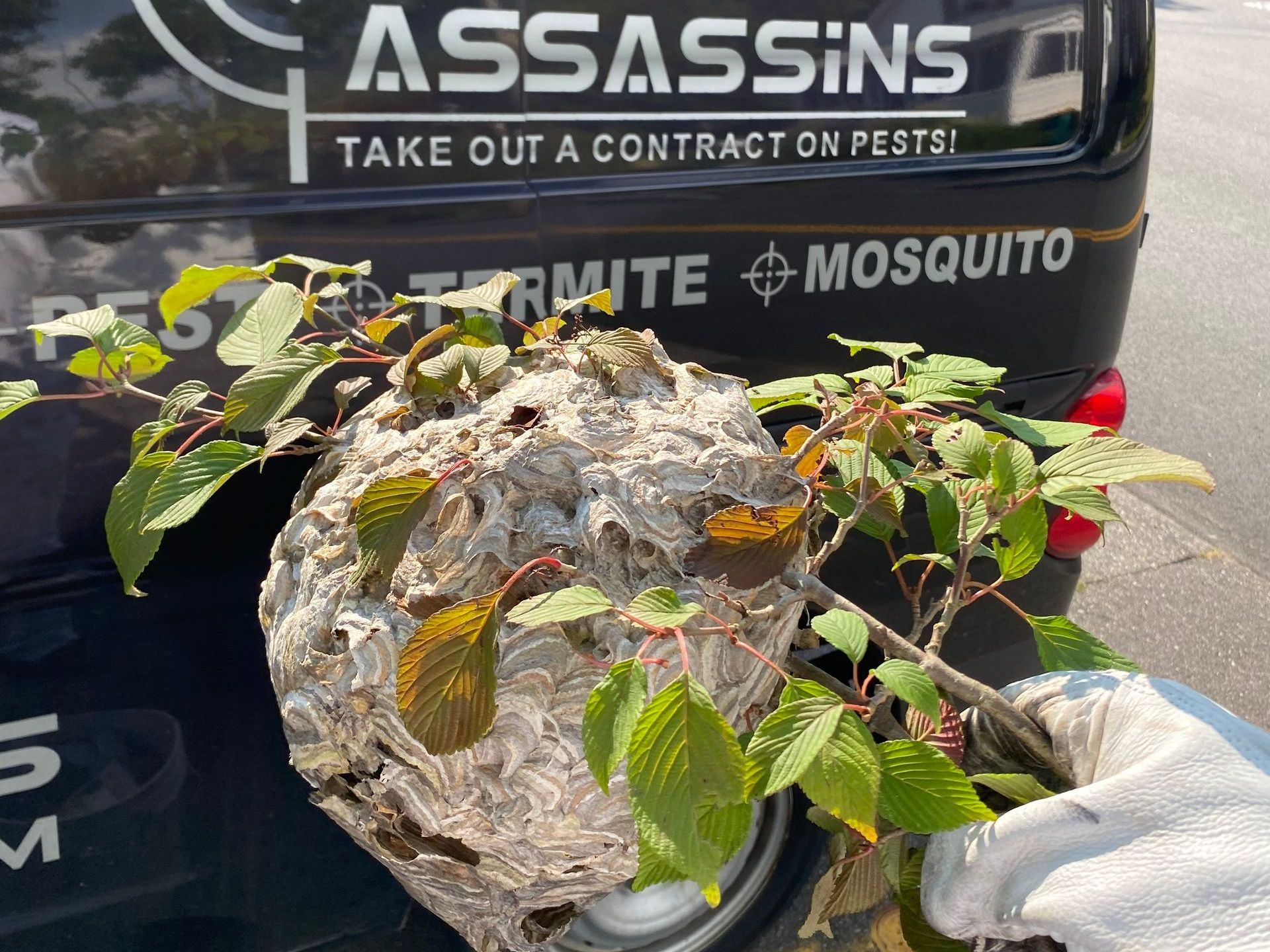 Pest Assassins technician removing a bald faced hornet nest in East Greenwich, RI