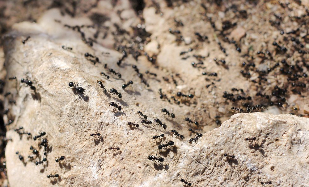 Ant control in Massachusetts and Rhode Island