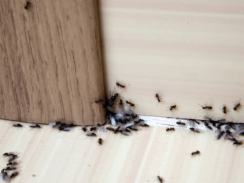 Carpenter ants  with and without wings crawling around a door frame inside a home causing damage. 