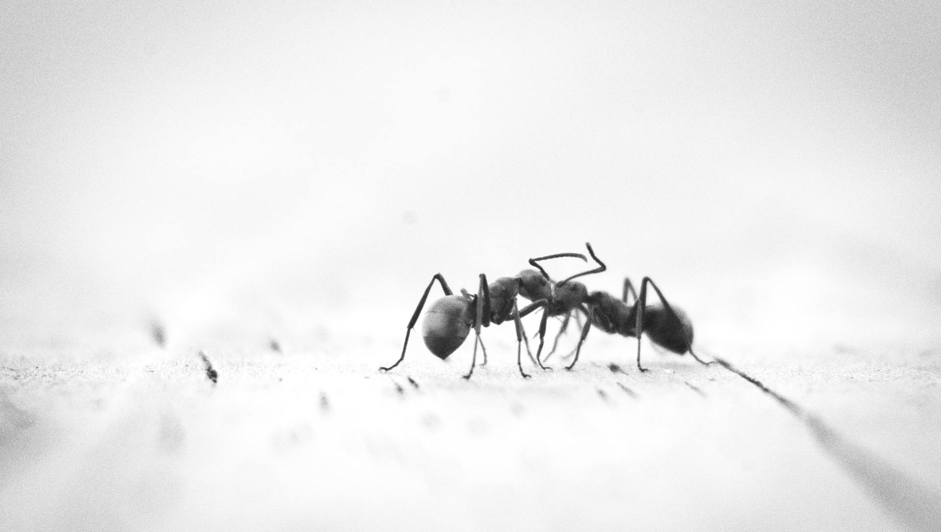 2 carpenter ants sharing food