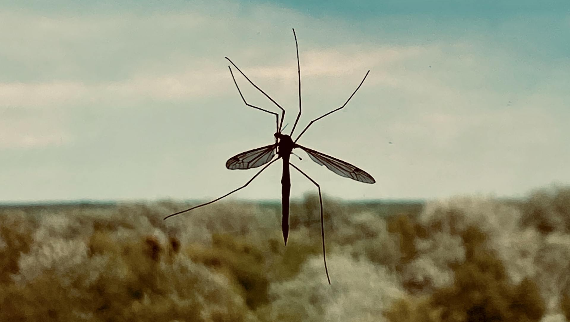 Mosquito on window screen