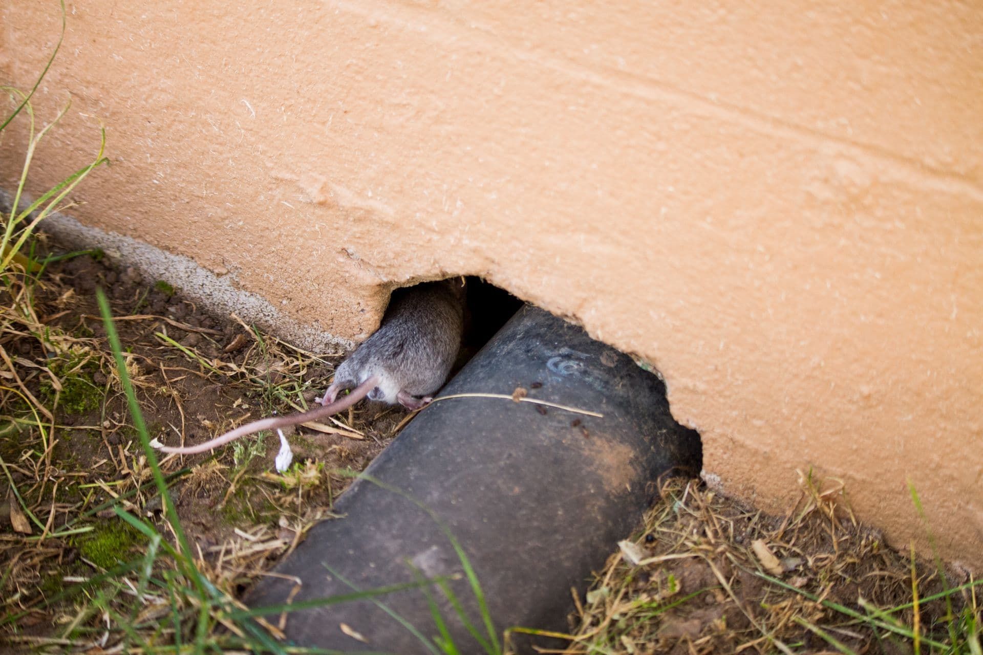 Pest Assassins technician inspecting a rodent bait station for evidence of mice or rats at a home in Newton, MA. 