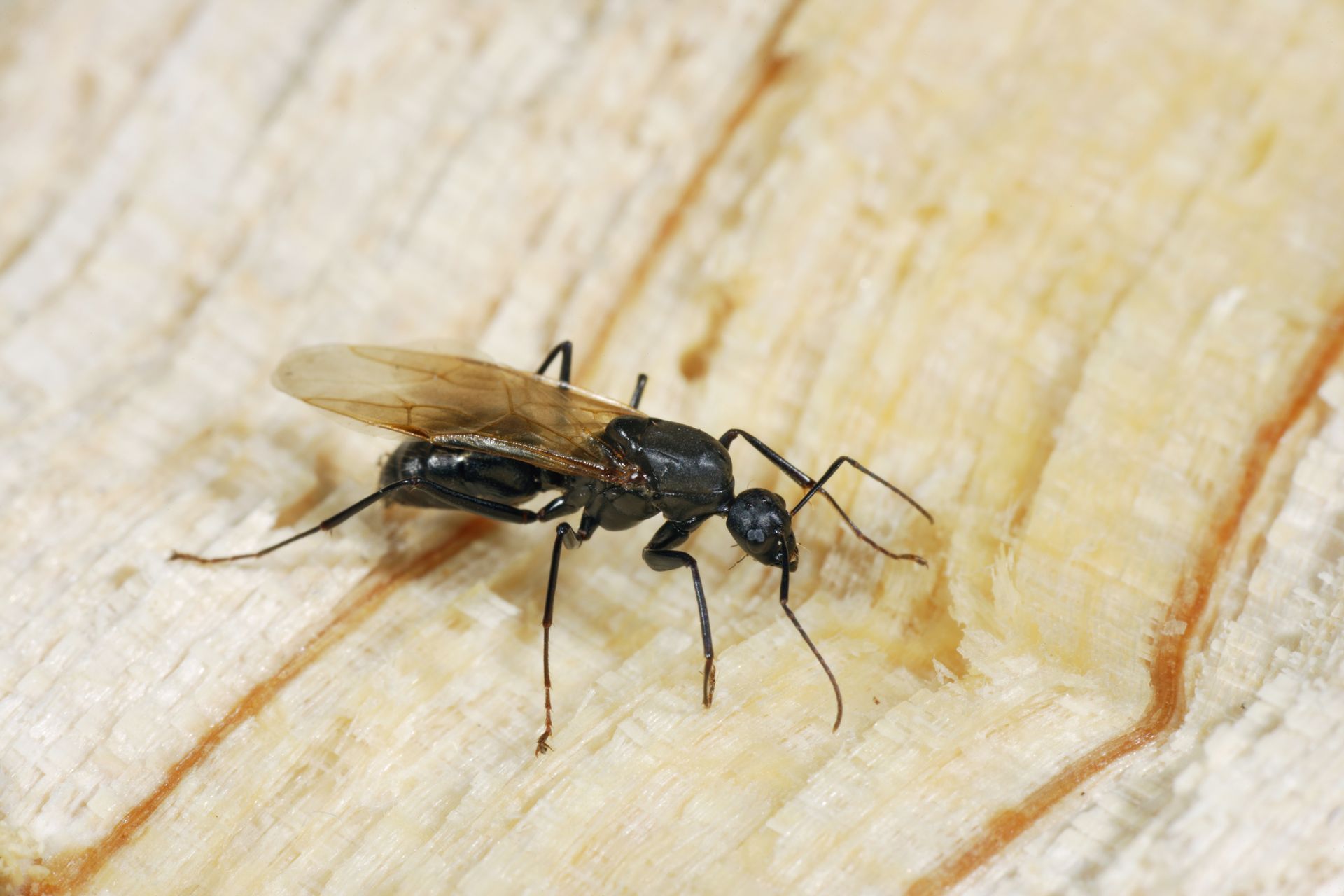 carpenter ant swarmer with wings