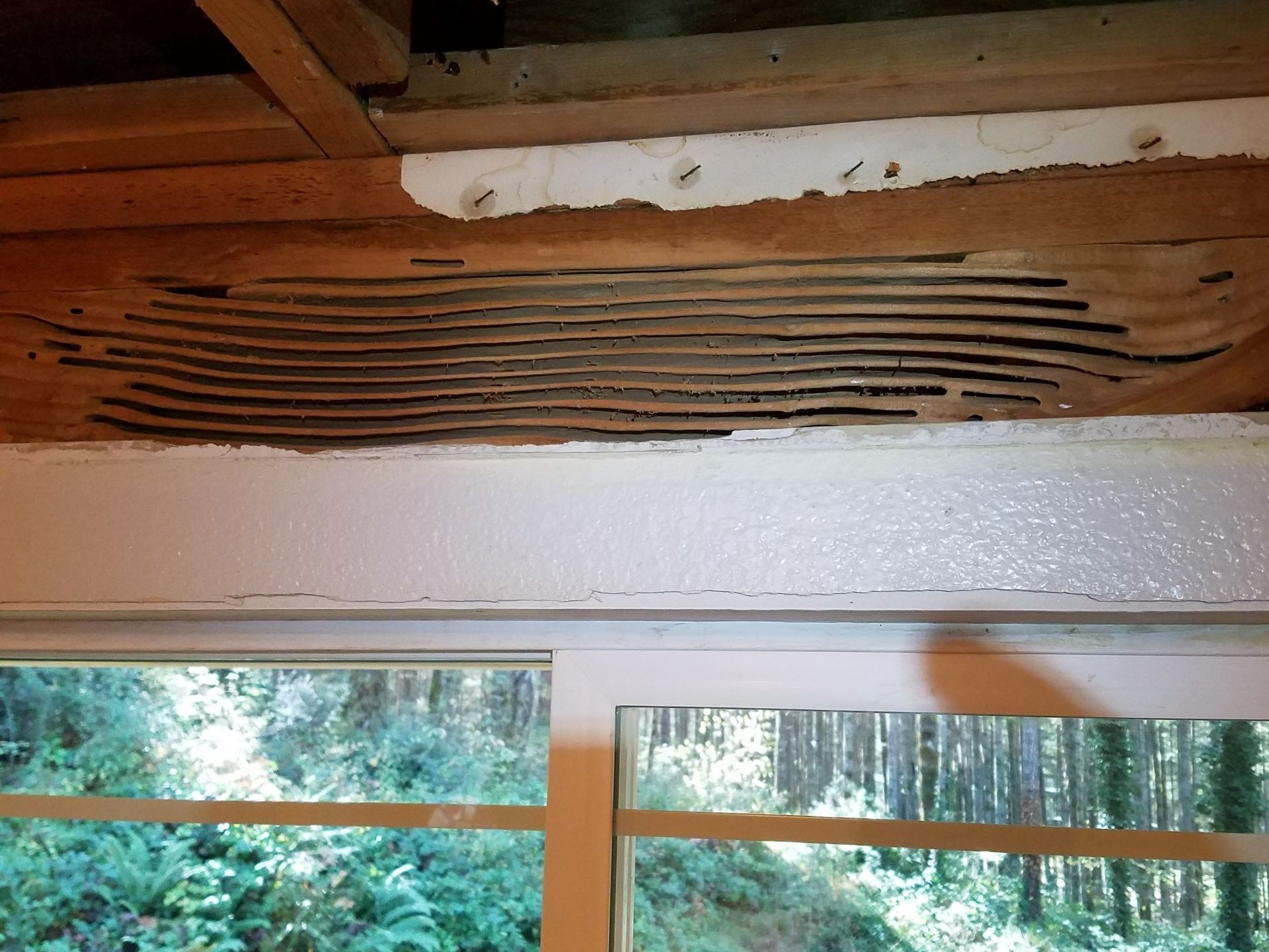 picture of carpenter ant damage above a window. 