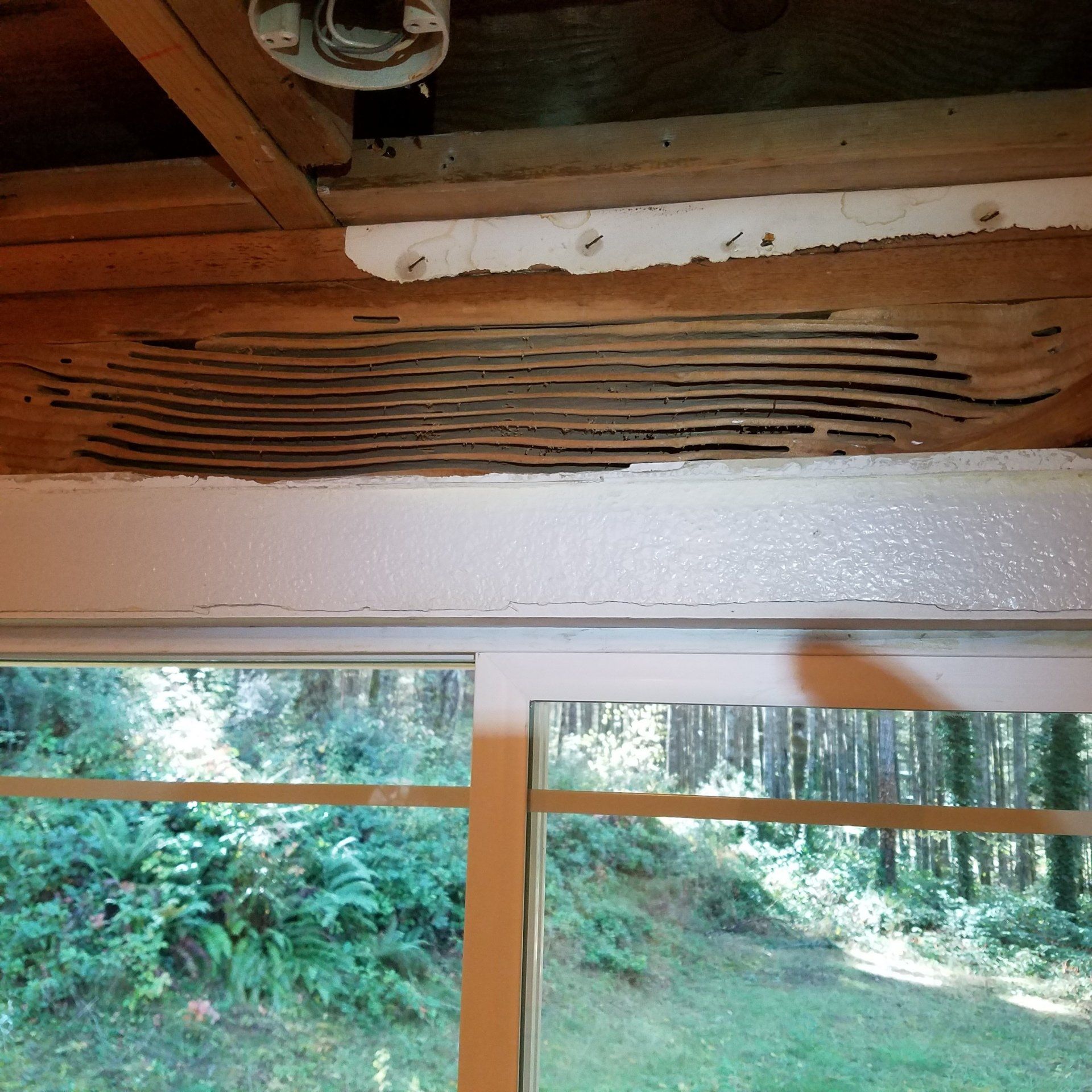 extensive carpenter ant damage above a kitchen window in Franklin, MA.