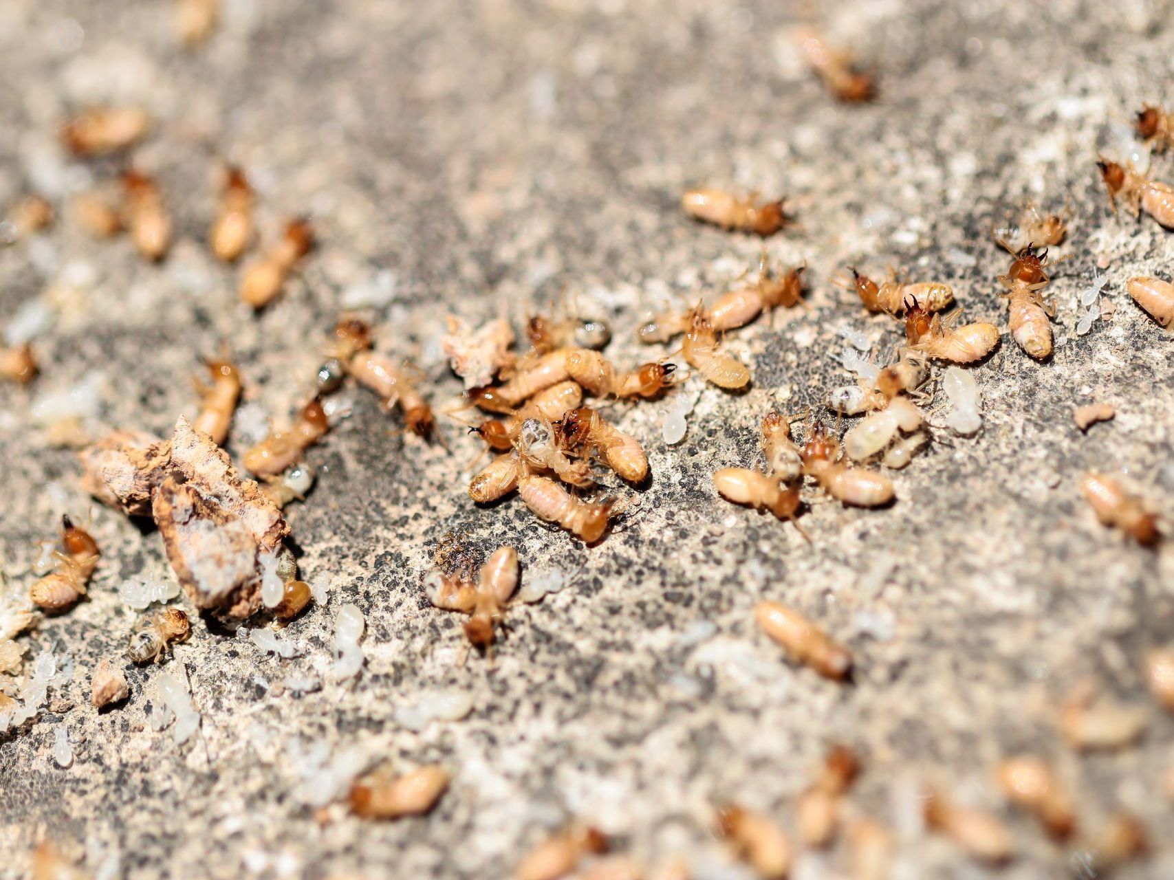 Dead termites on the ground. 