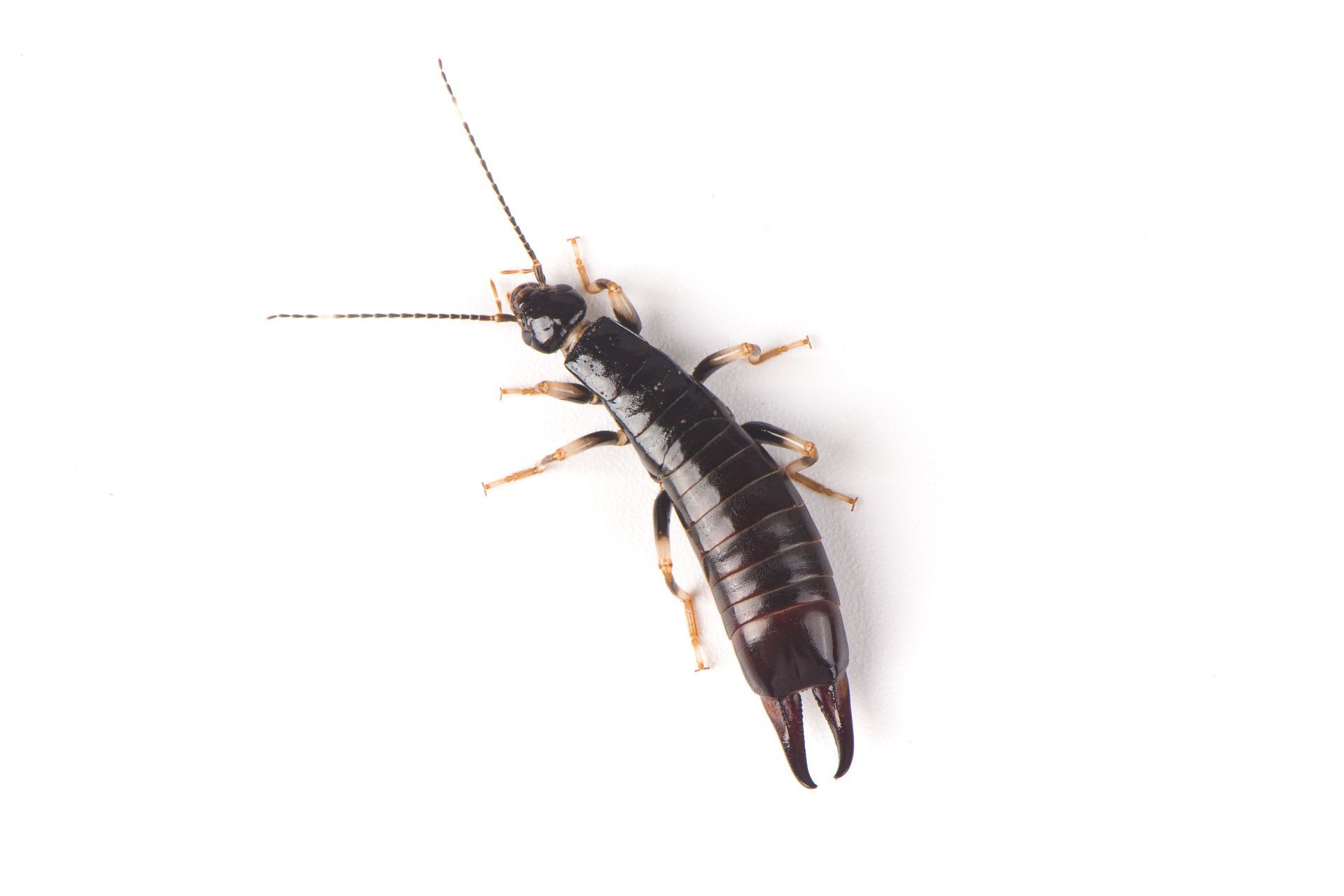 Earwig insect picture