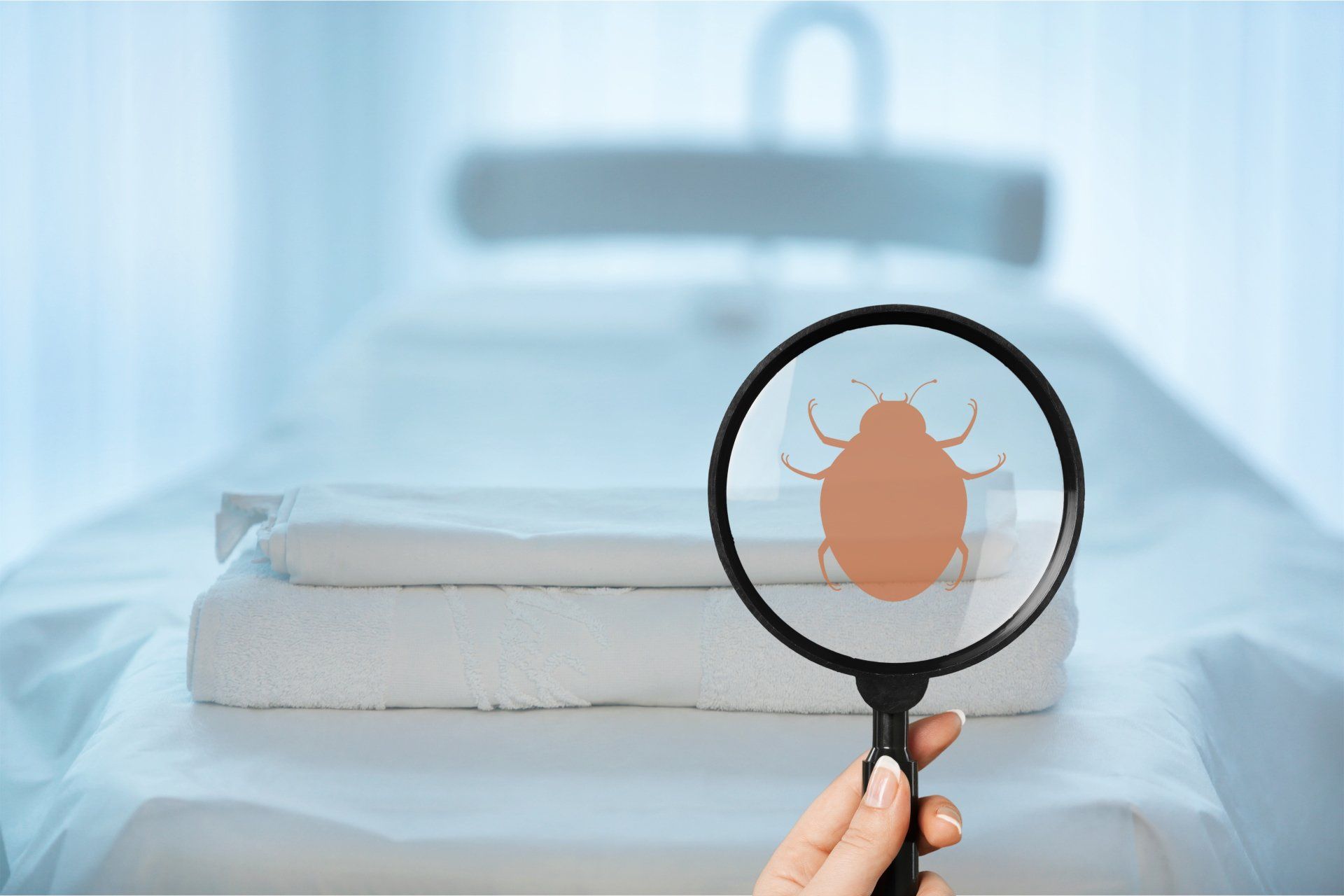 bed bug inspection to detect bed bugs in hotel.