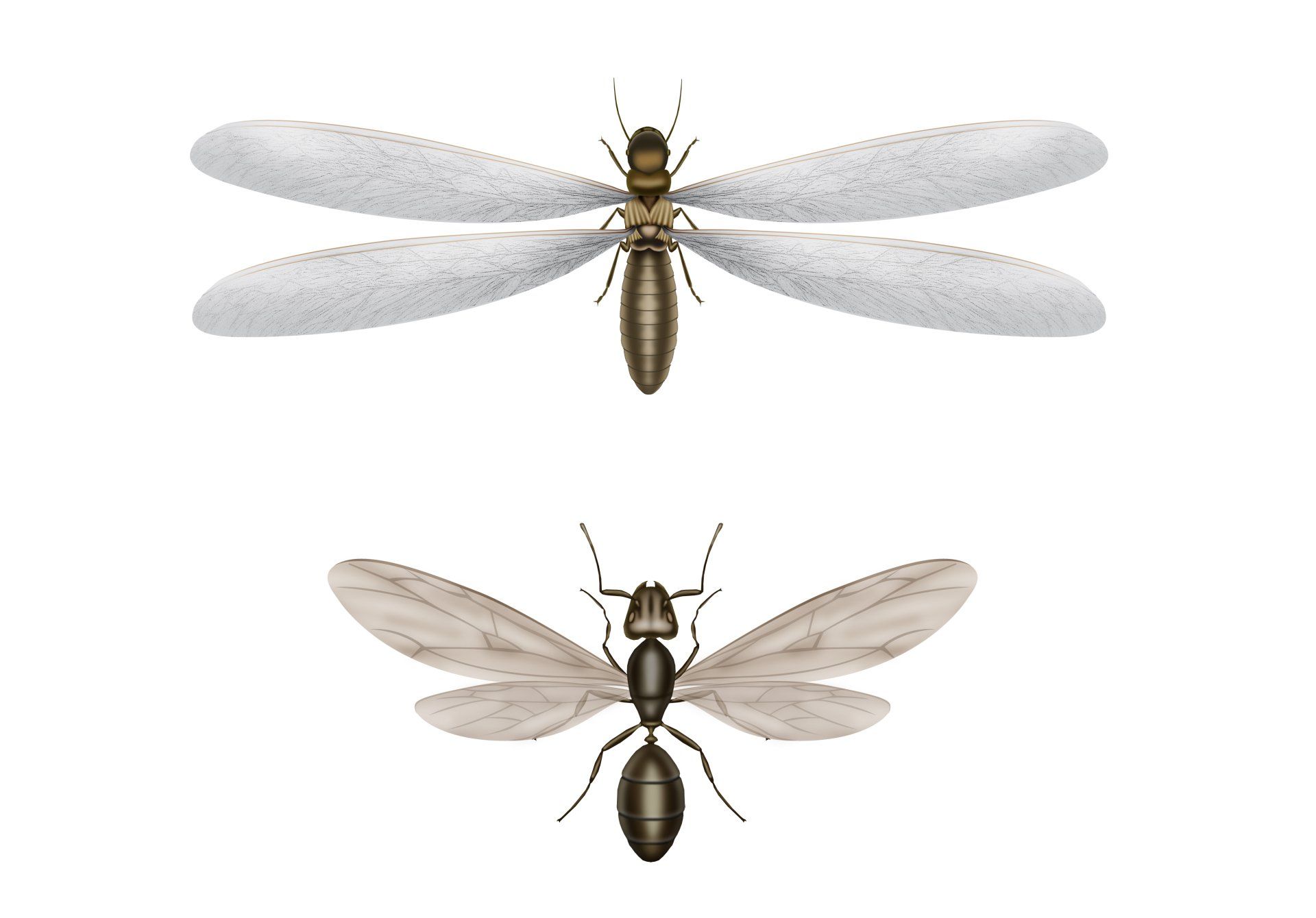 Ant swarmer vs termite swarmer