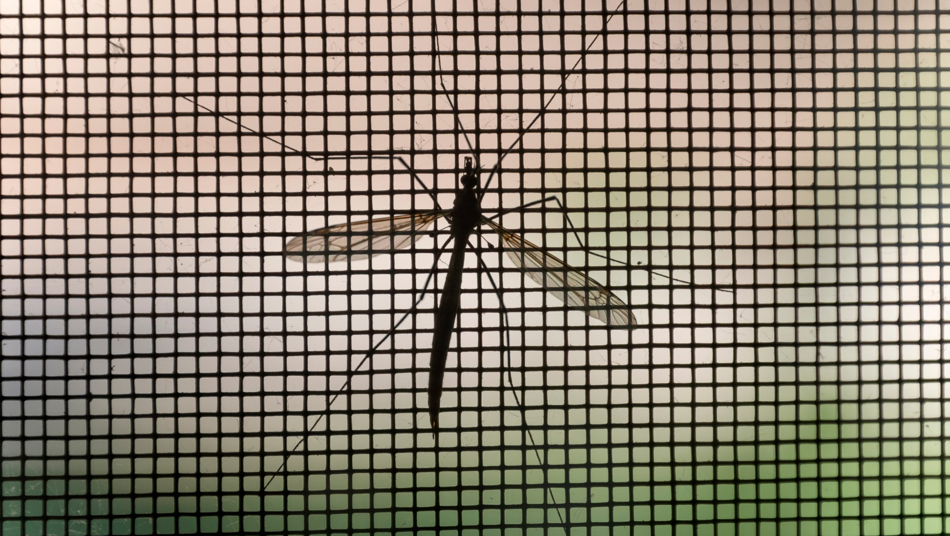 window screen with mosquito on it.