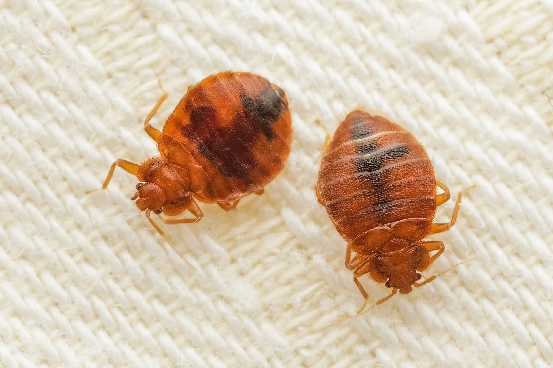 bed bugs on a bed