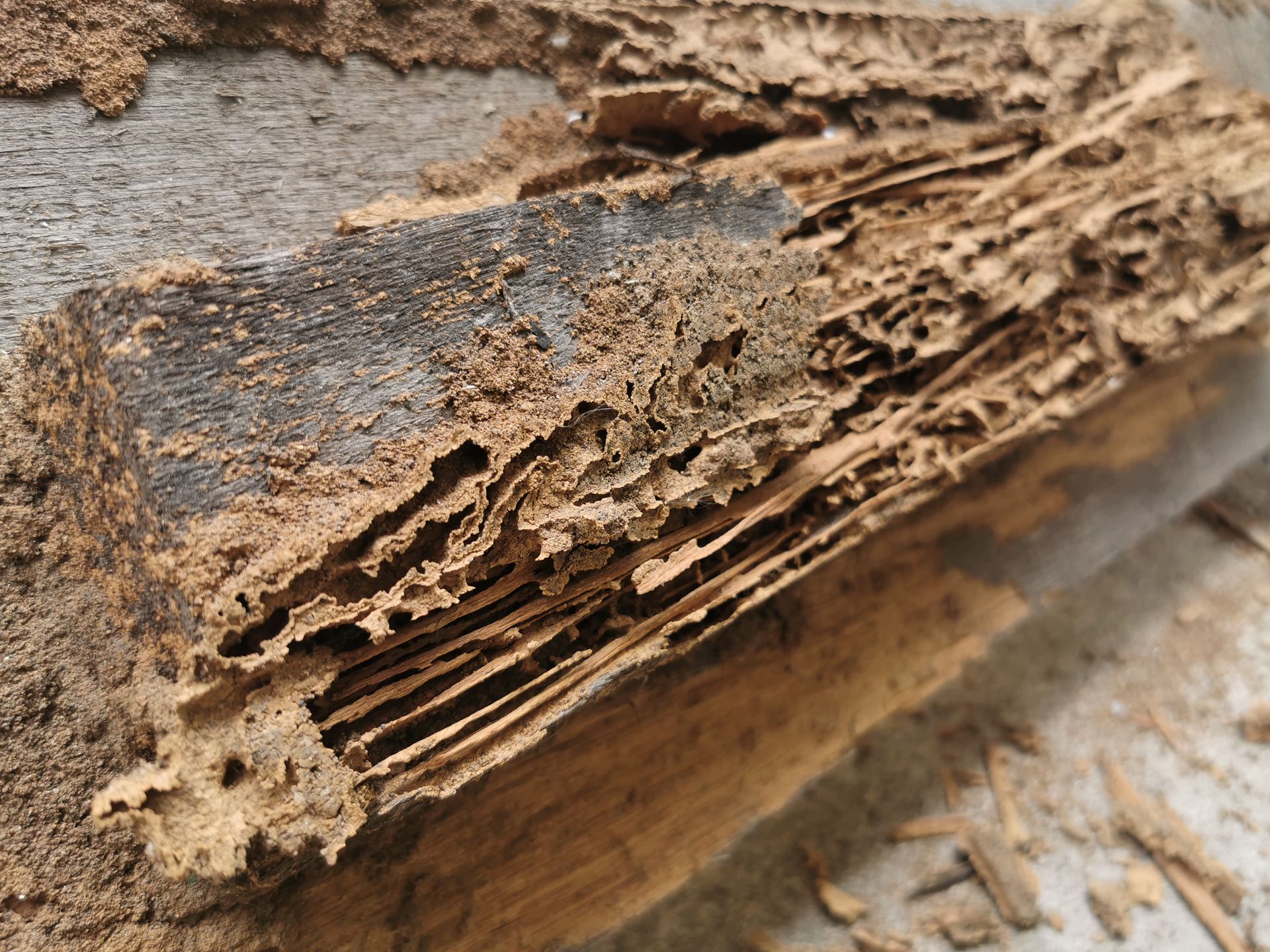 Picture of termite damaged wood. 