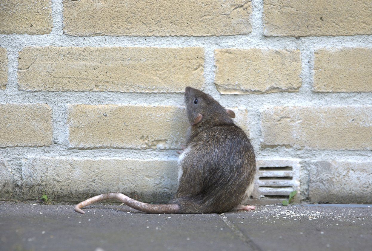 rat outside of brick building