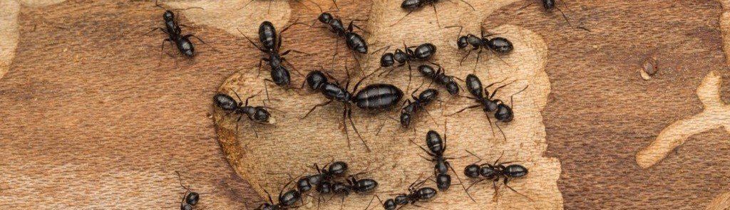 carpenter ant workers and queen on wood beam