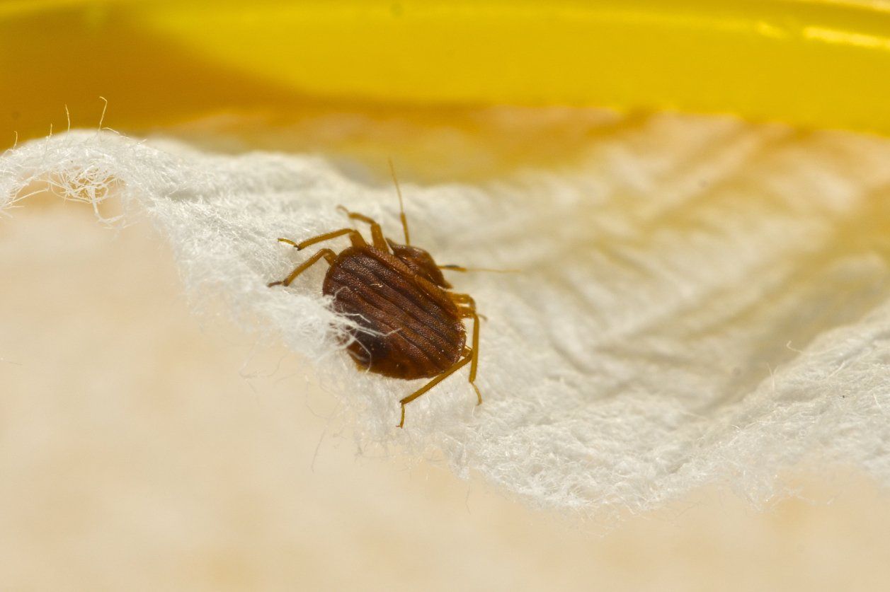Bed Bug crawling on bed.