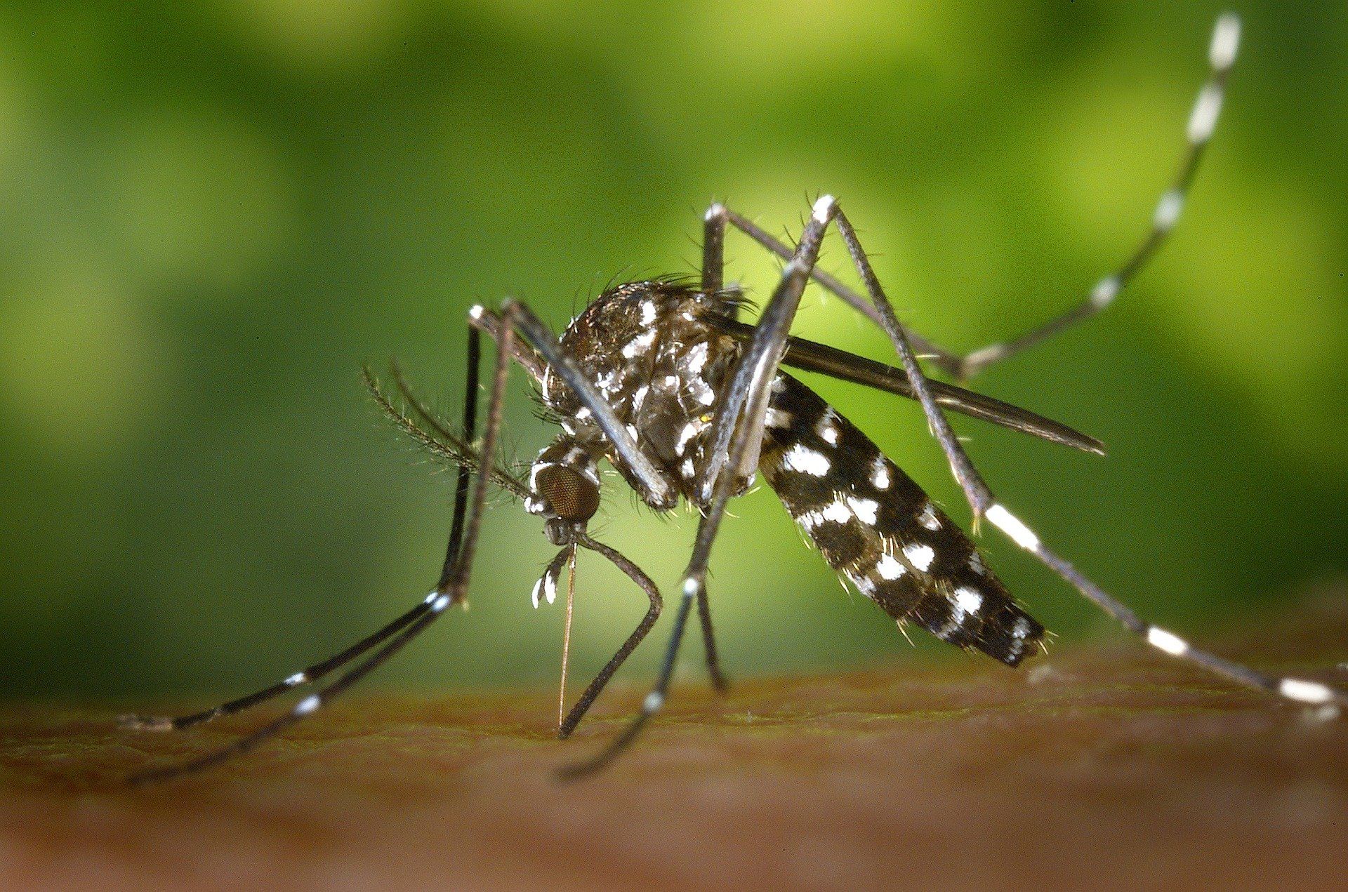 asian tiger mosquito on human
