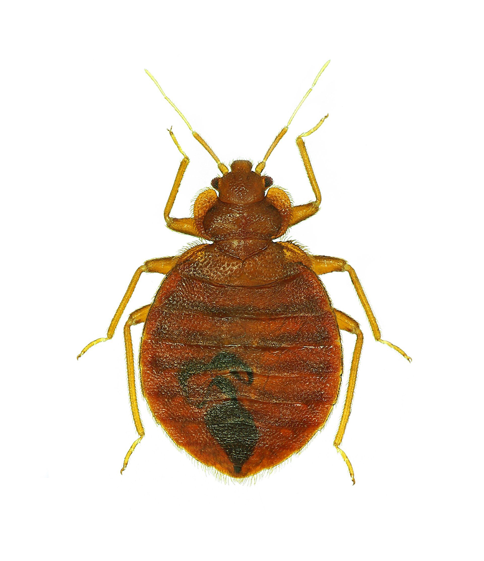 Adult bed bug