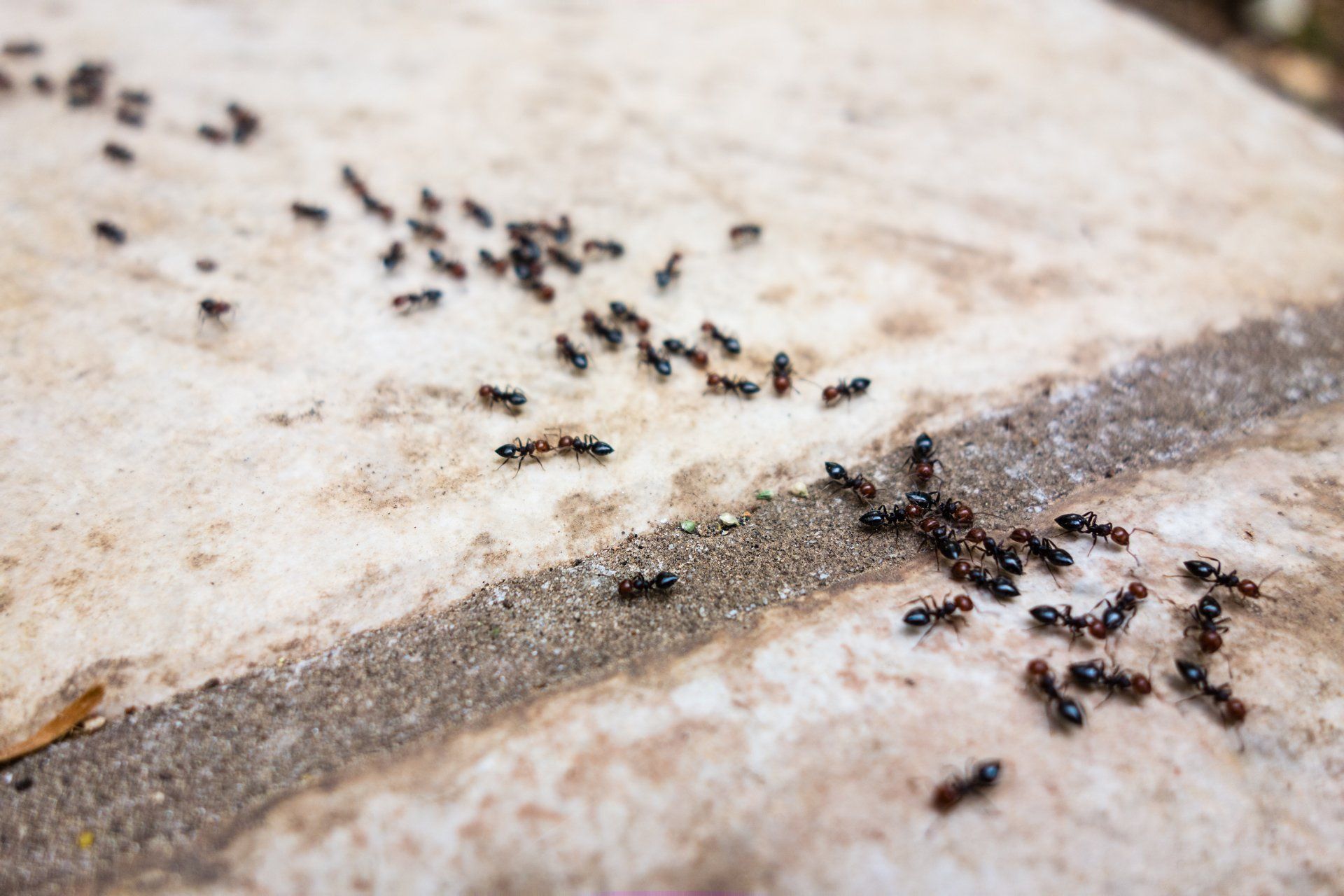 pavement ants on cement walkway