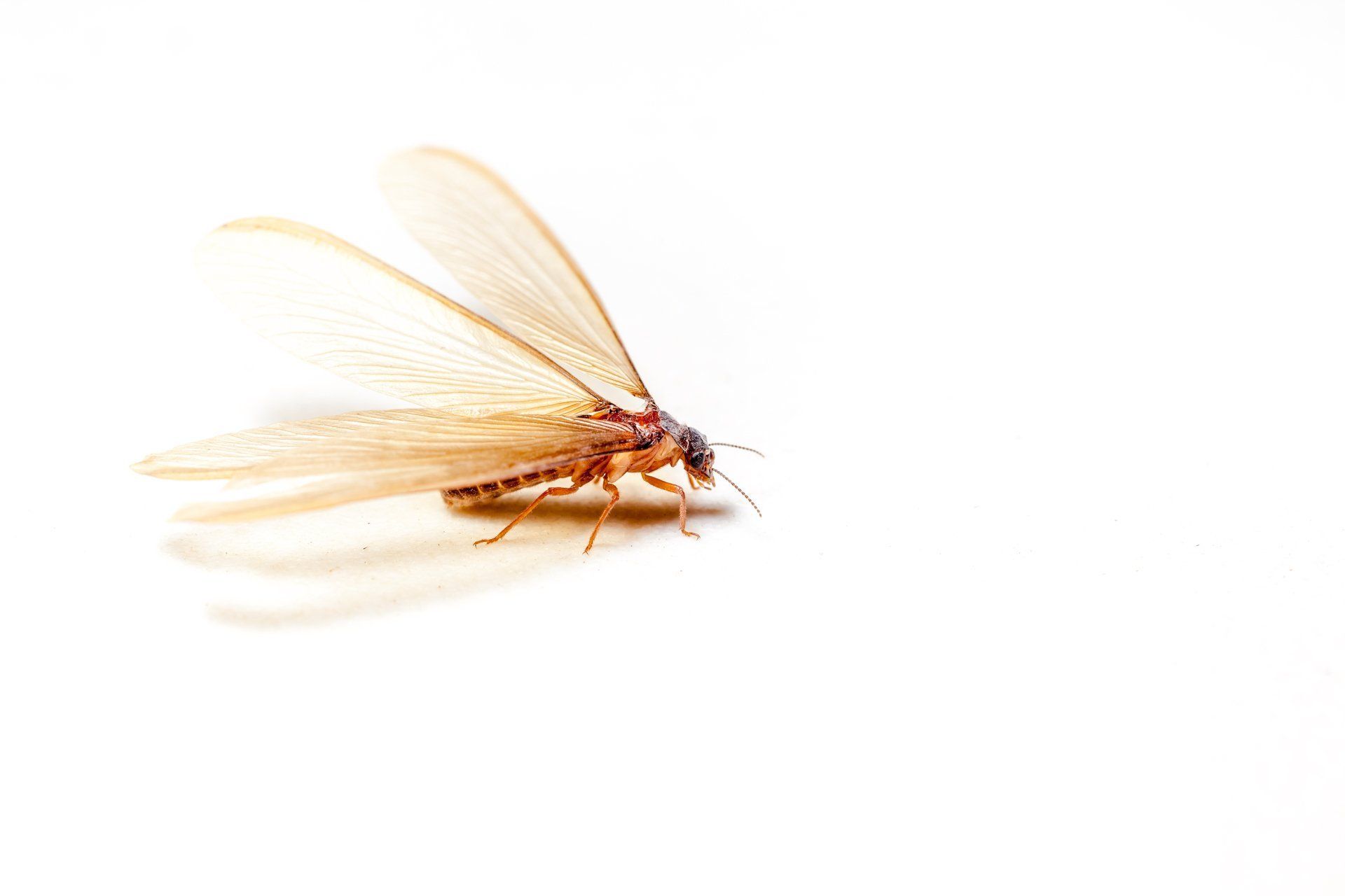 termite swarmer with wings