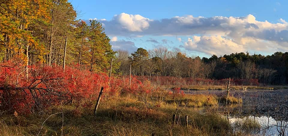 new jersey pinelands preservation alliance