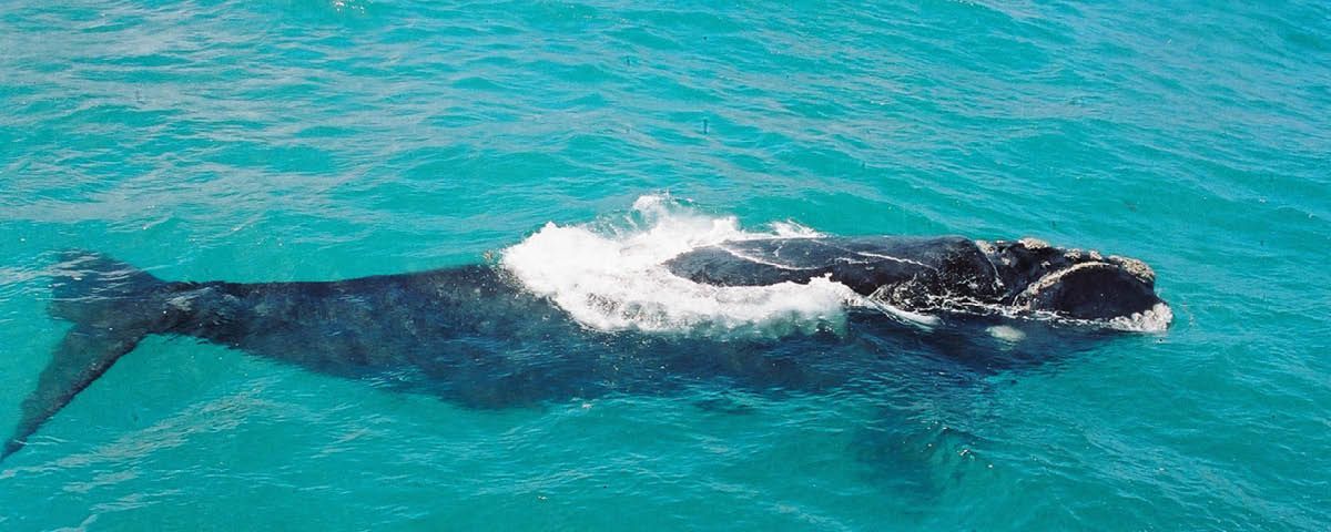 Uma grande baleia está nadando no oceano.