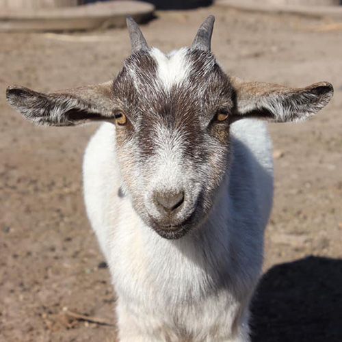 petting-farm-animals