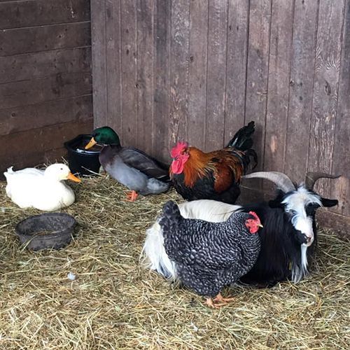 petting-farm-animals