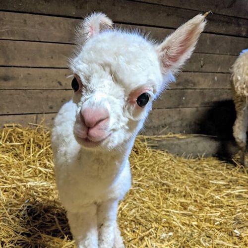 petting-farm-animals