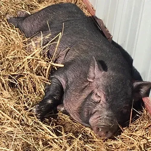 petting-farm-animals