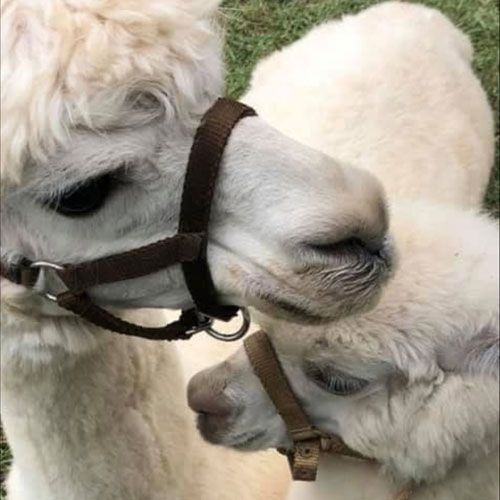 petting-farm-animals