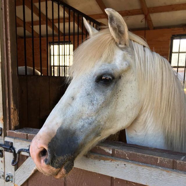 horseback-riding